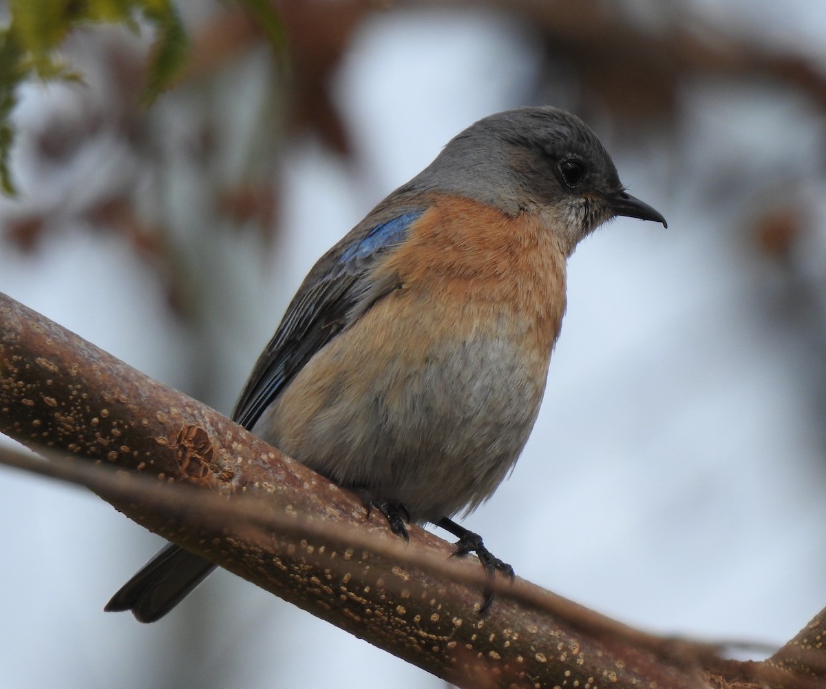 Western Bluebird - ML420236691