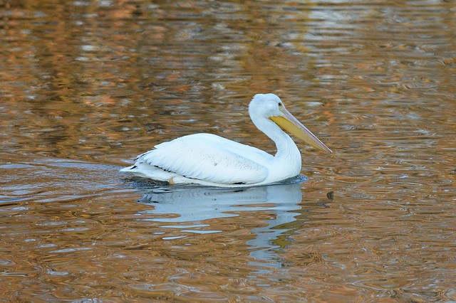 American White Pelican - Mike Charest