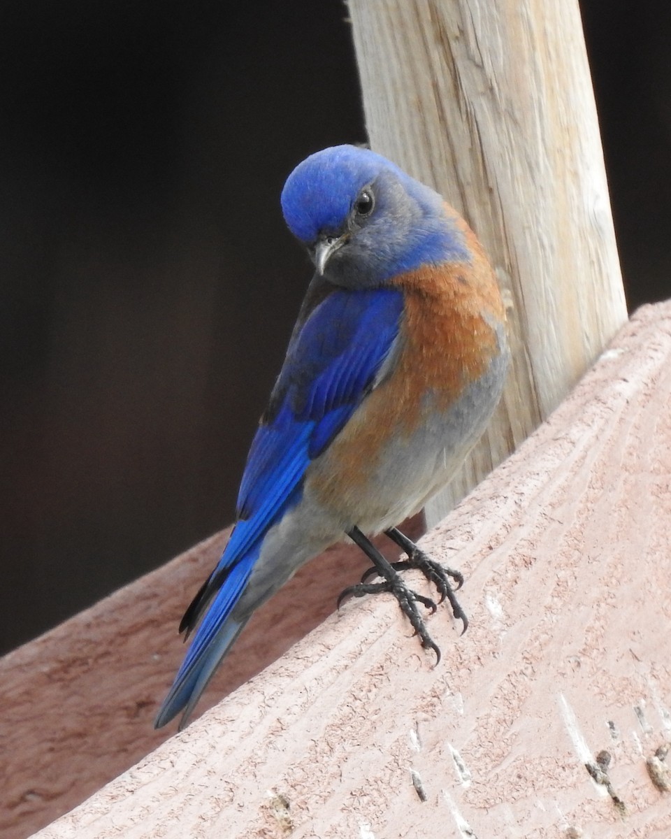 Western Bluebird - ML420236731