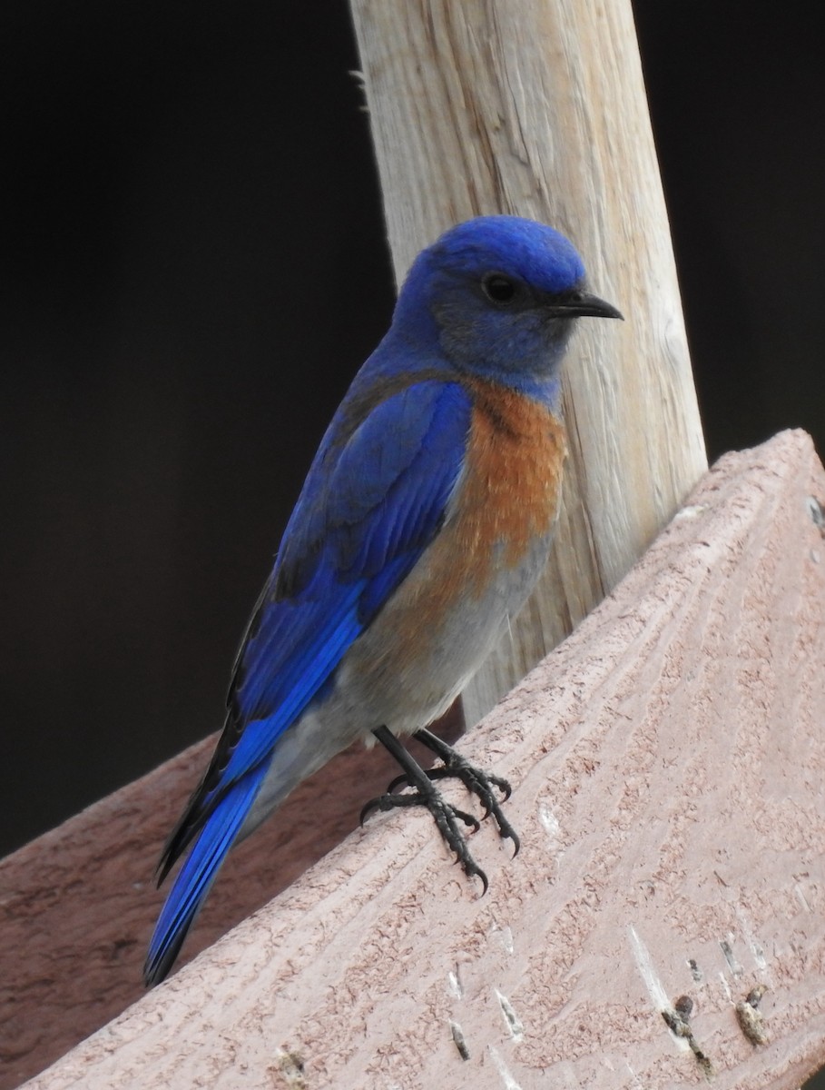 Western Bluebird - ML420236771