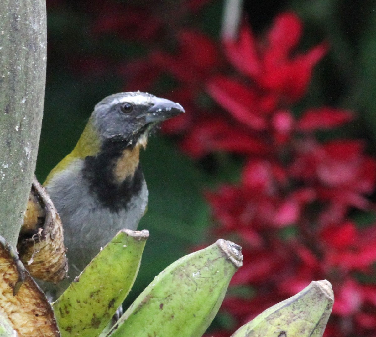 Buff-throated Saltator - ML42023741