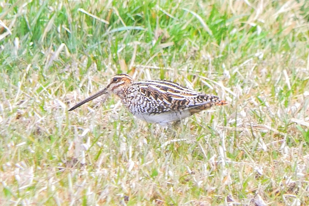 Wilson's Snipe - ML420237871