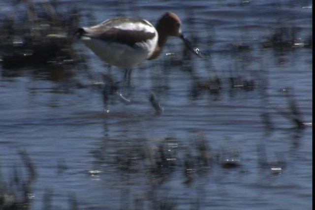 Avocette d'Amérique - ML420238