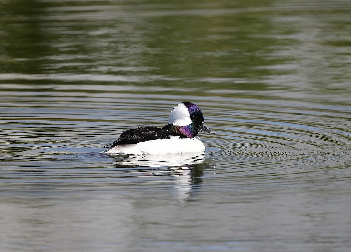 Bufflehead - JoAnna Clayton