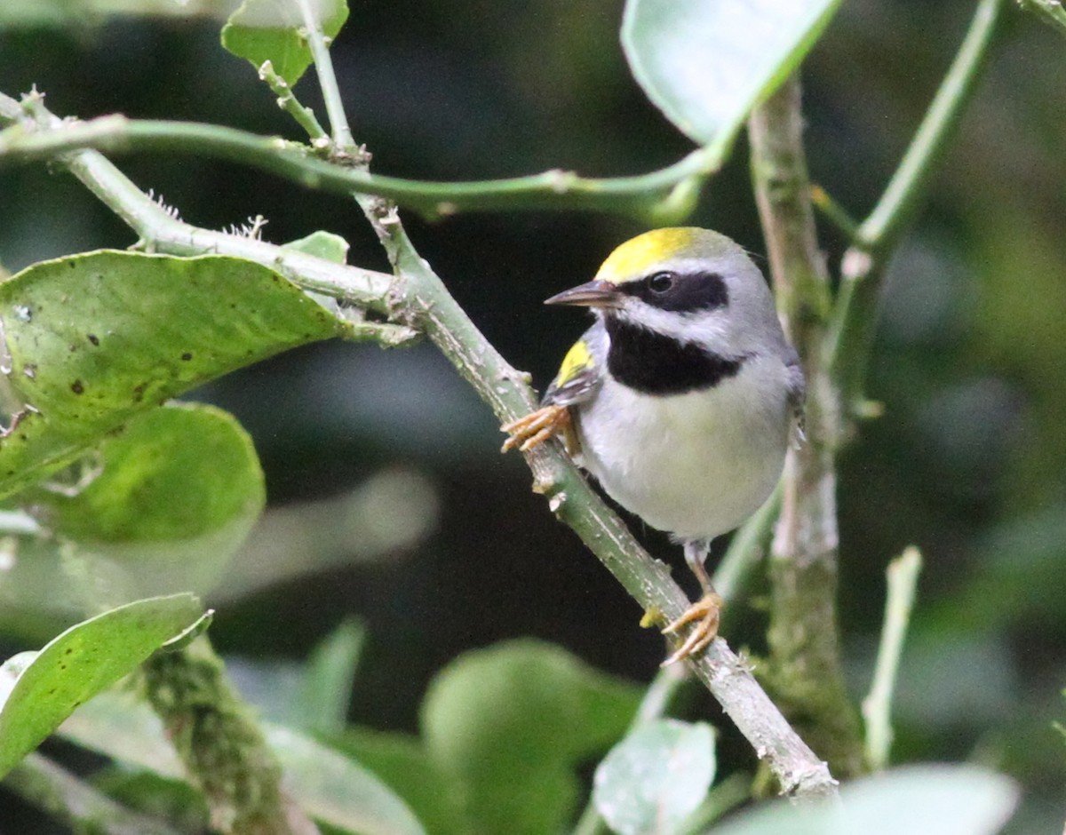 Golden-winged Warbler - ML42023981