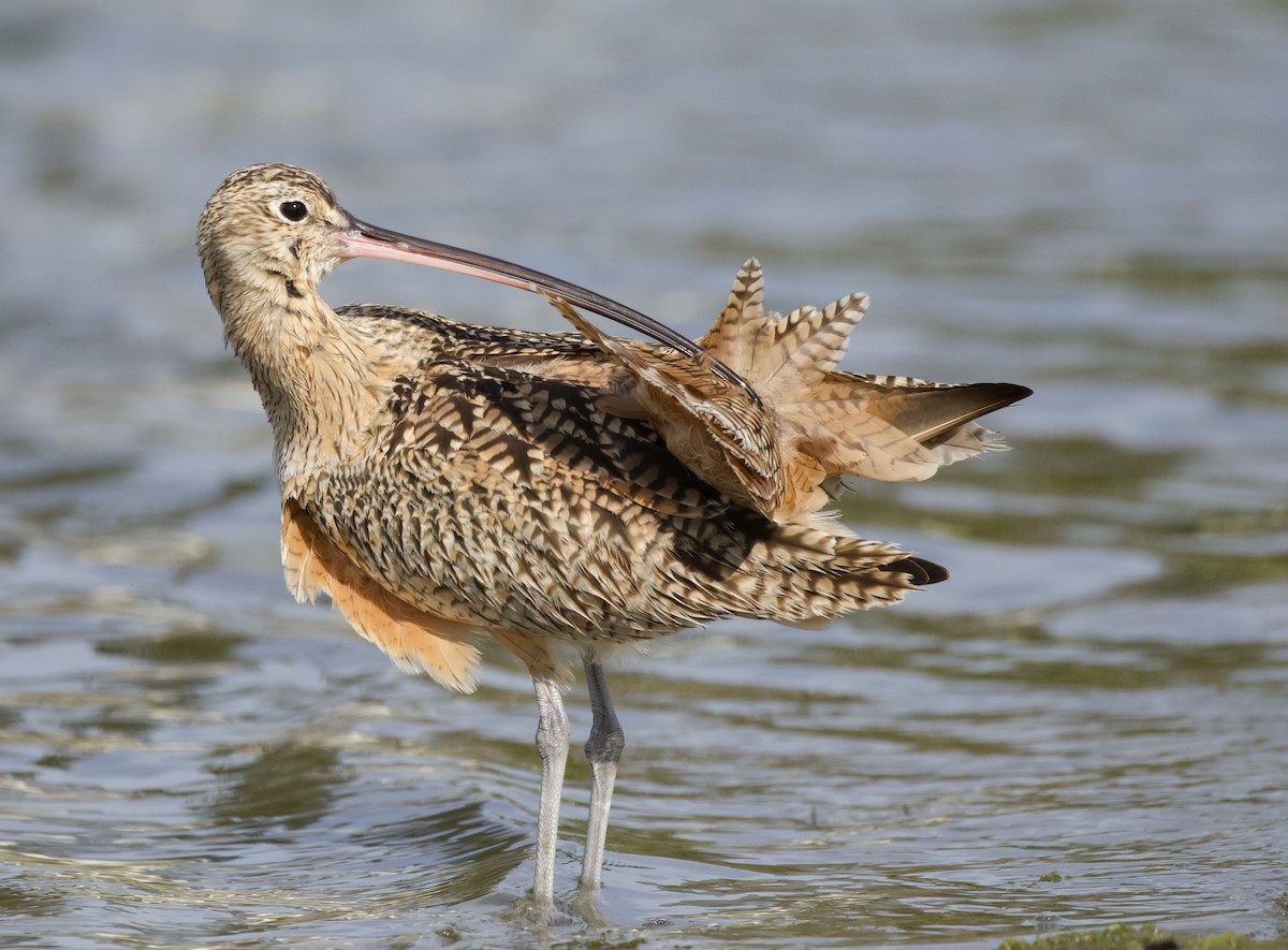 Long-billed Curlew - Will Sweet