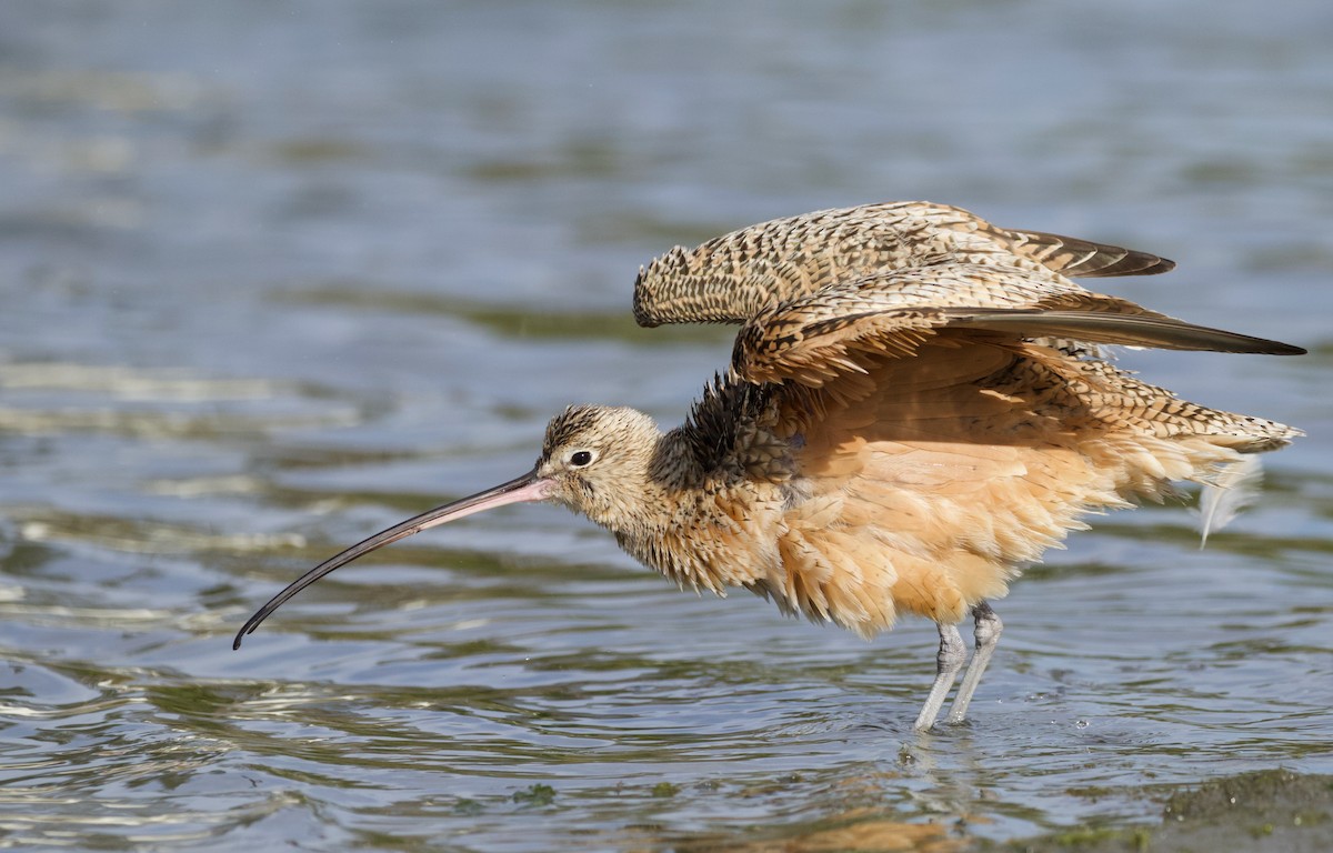 Long-billed Curlew - Will Sweet