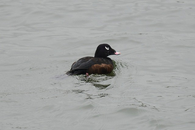 White-winged Scoter - Mike Charest