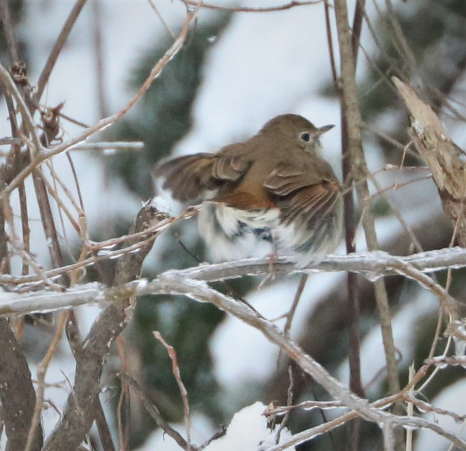 Hermit Thrush - ML420242211