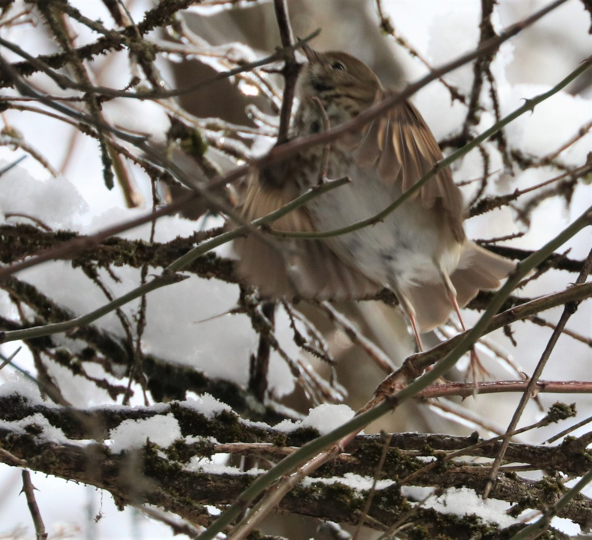 Hermit Thrush - ML420242281