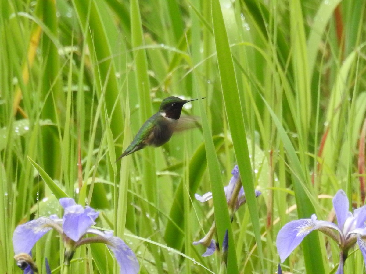 Ruby-throated Hummingbird - Lisa Scheppke