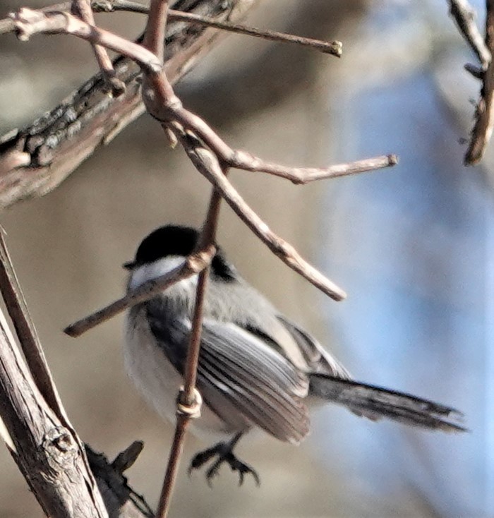 Black-capped Chickadee - ML420243531