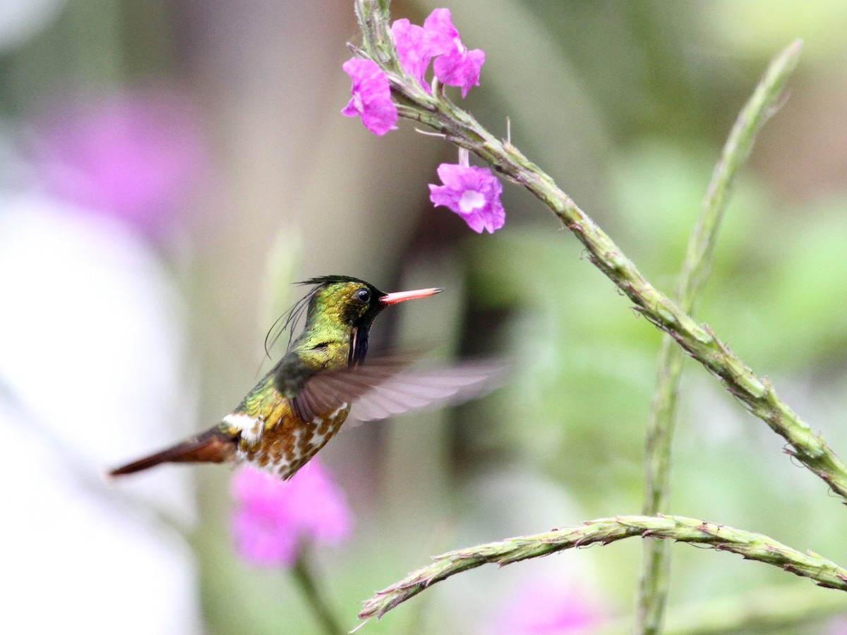 Black-crested Coquette - ML42024391