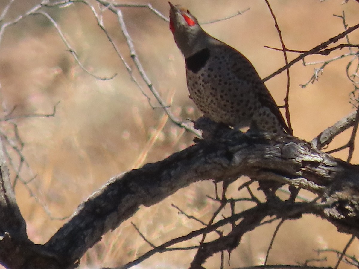 Northern Flicker (Red-shafted) - ML420244761