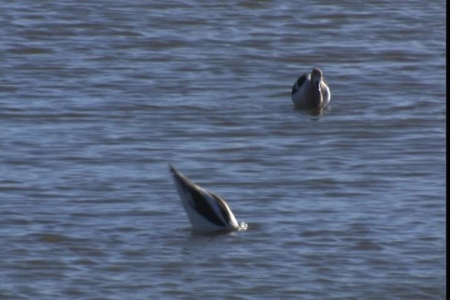 Avocette d'Amérique - ML420245