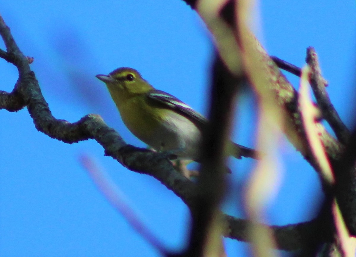 Yellow-throated Vireo - ML420246121