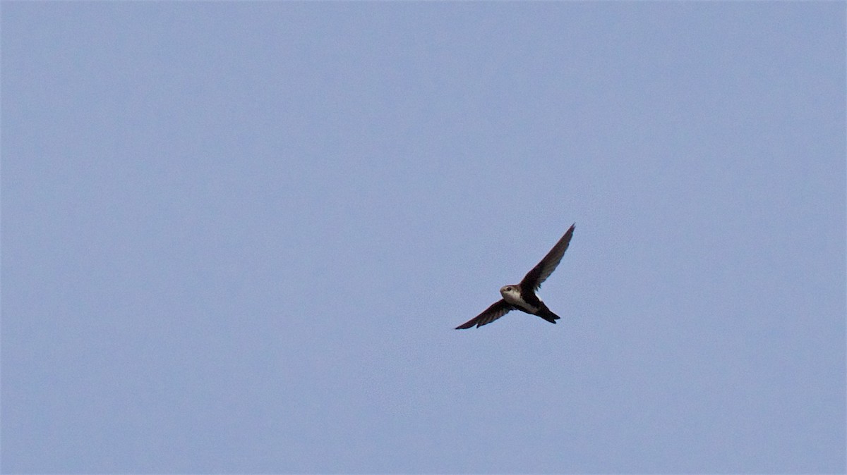 White-throated Swift - ML420246901