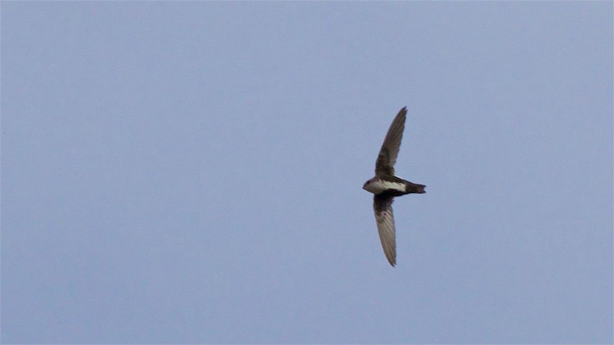 White-throated Swift - ML420246911