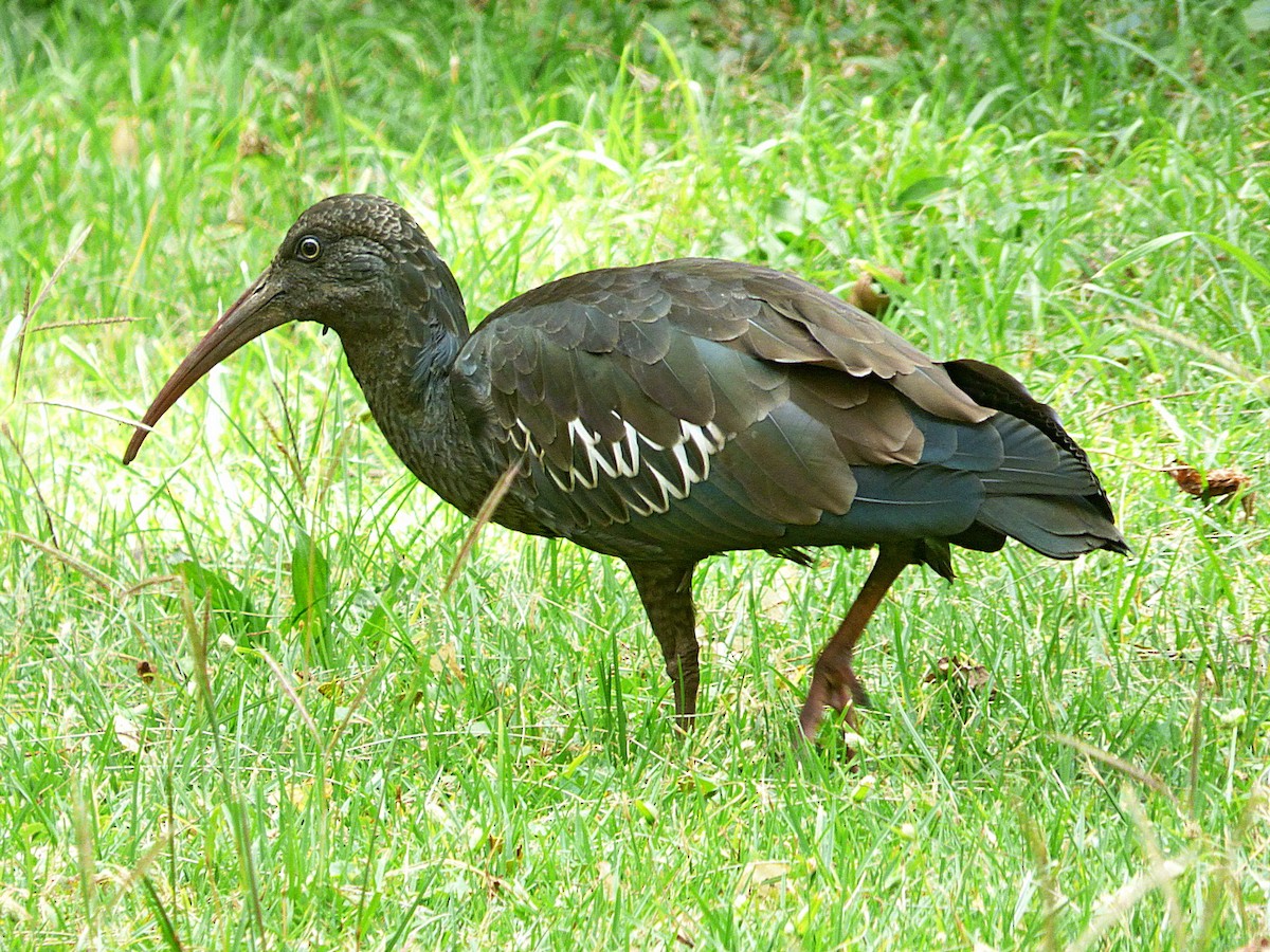 ibis etiopský - ML420247791