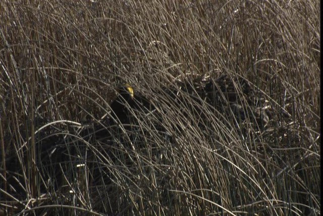Yellow-headed Blackbird - ML420248
