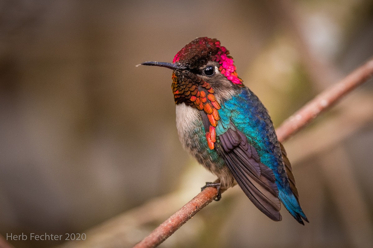 bikolibri - ML420248791