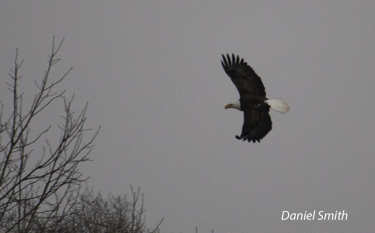 Bald Eagle - ML420248811