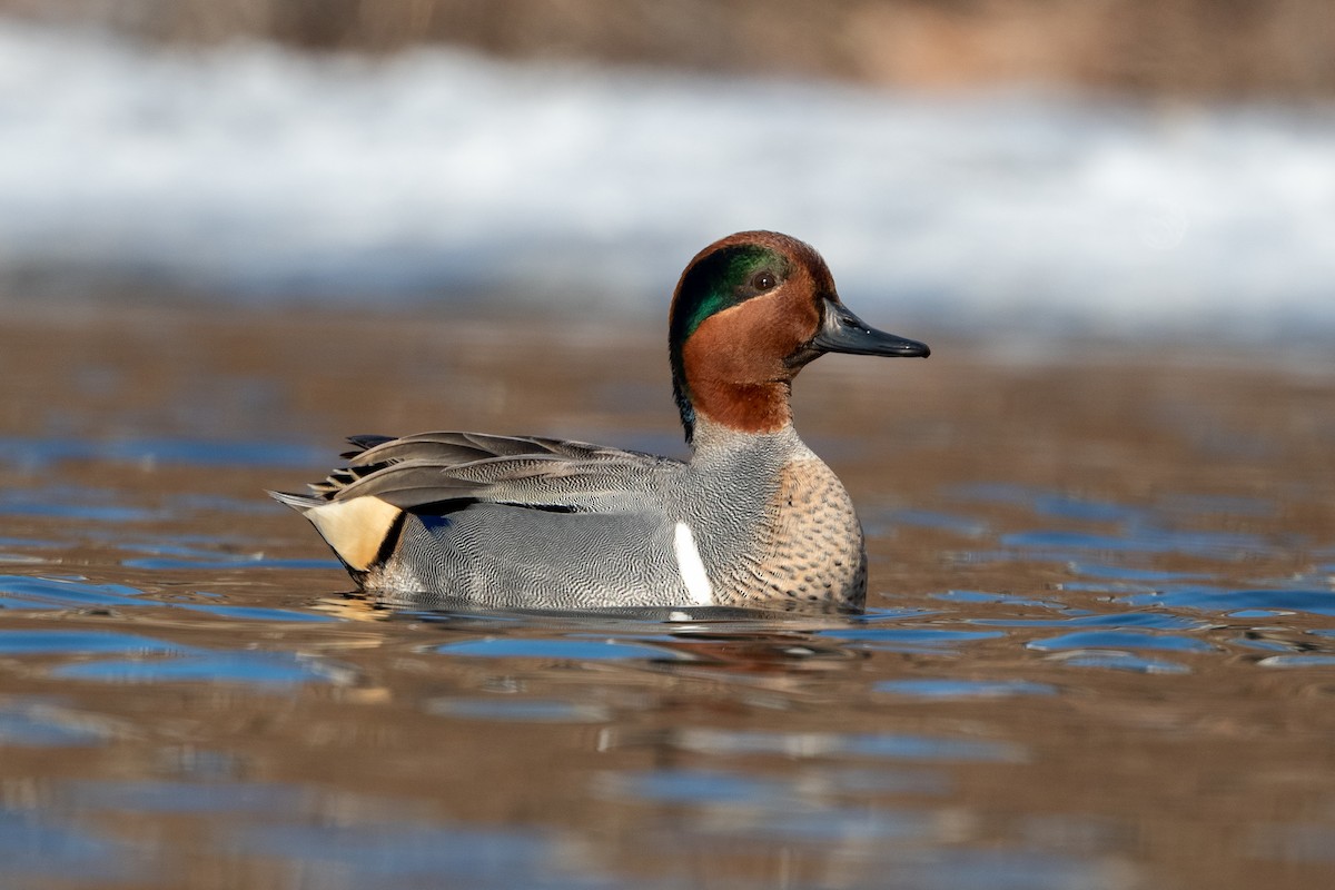 Green-winged Teal - ML420248861