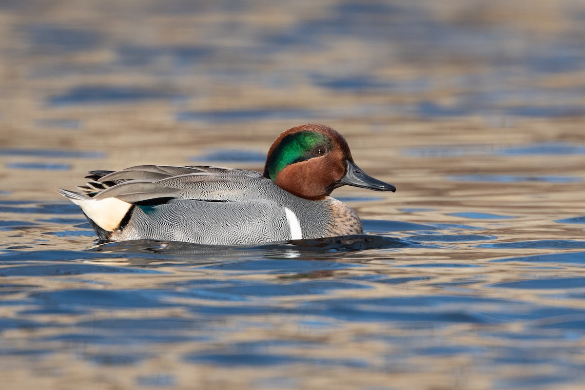 Green-winged Teal - ML420248891
