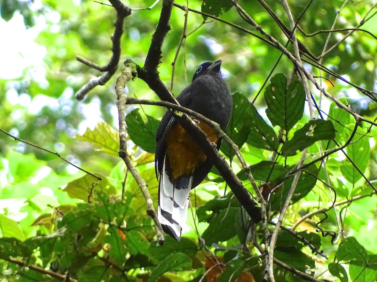 White-tailed Trogon - ML42024921