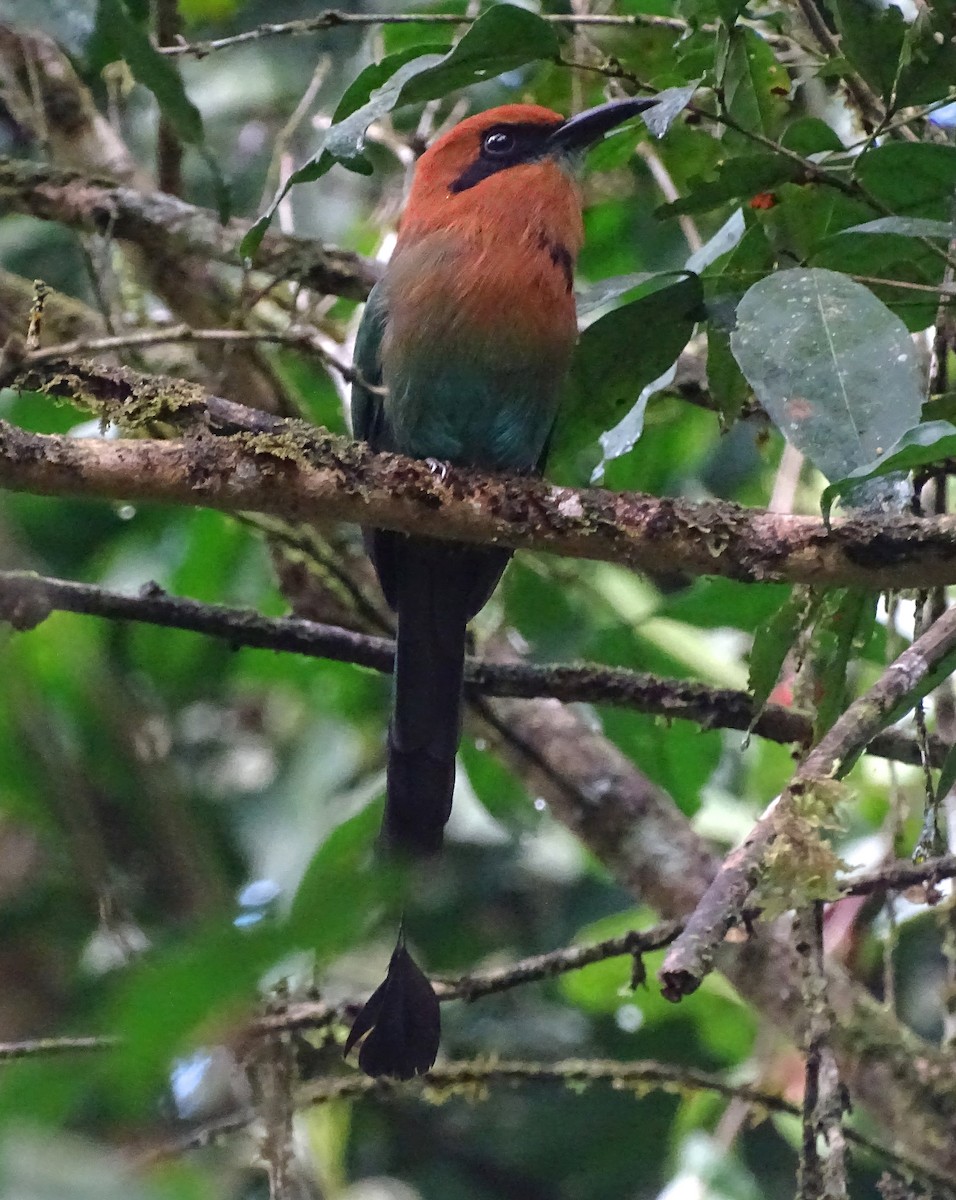 Broad-billed Motmot - Ken Rosenberg