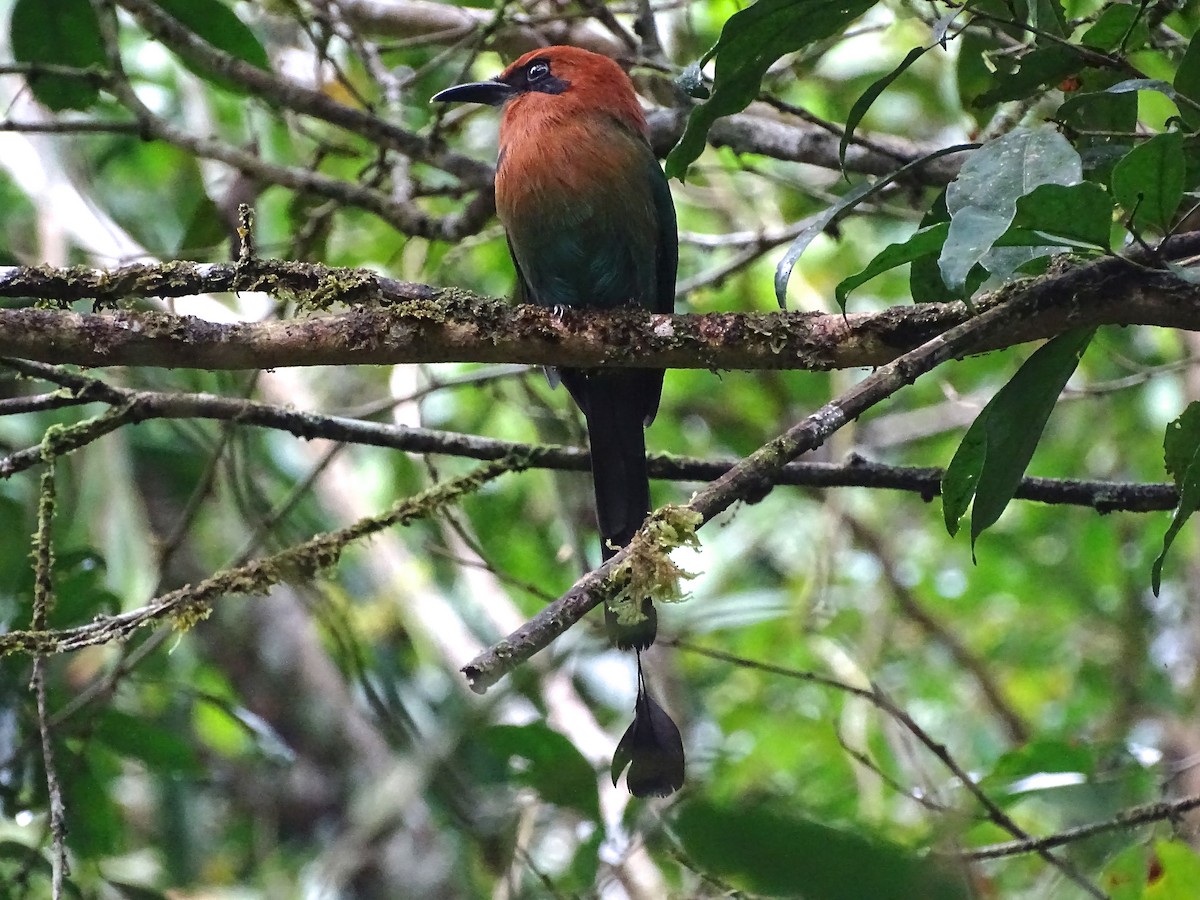 Broad-billed Motmot - ML42025041