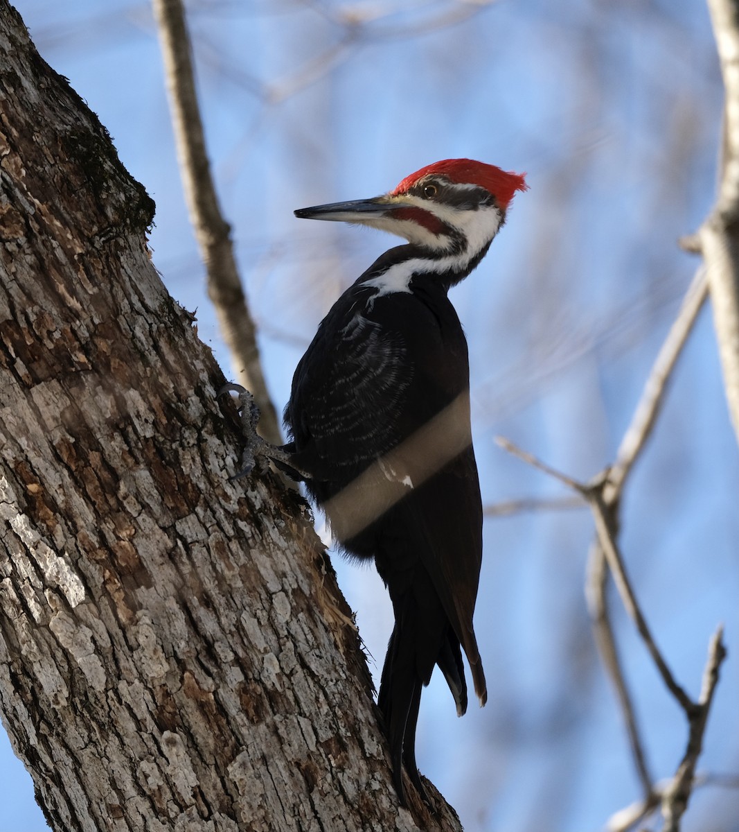 Pileated Woodpecker - Cherie F