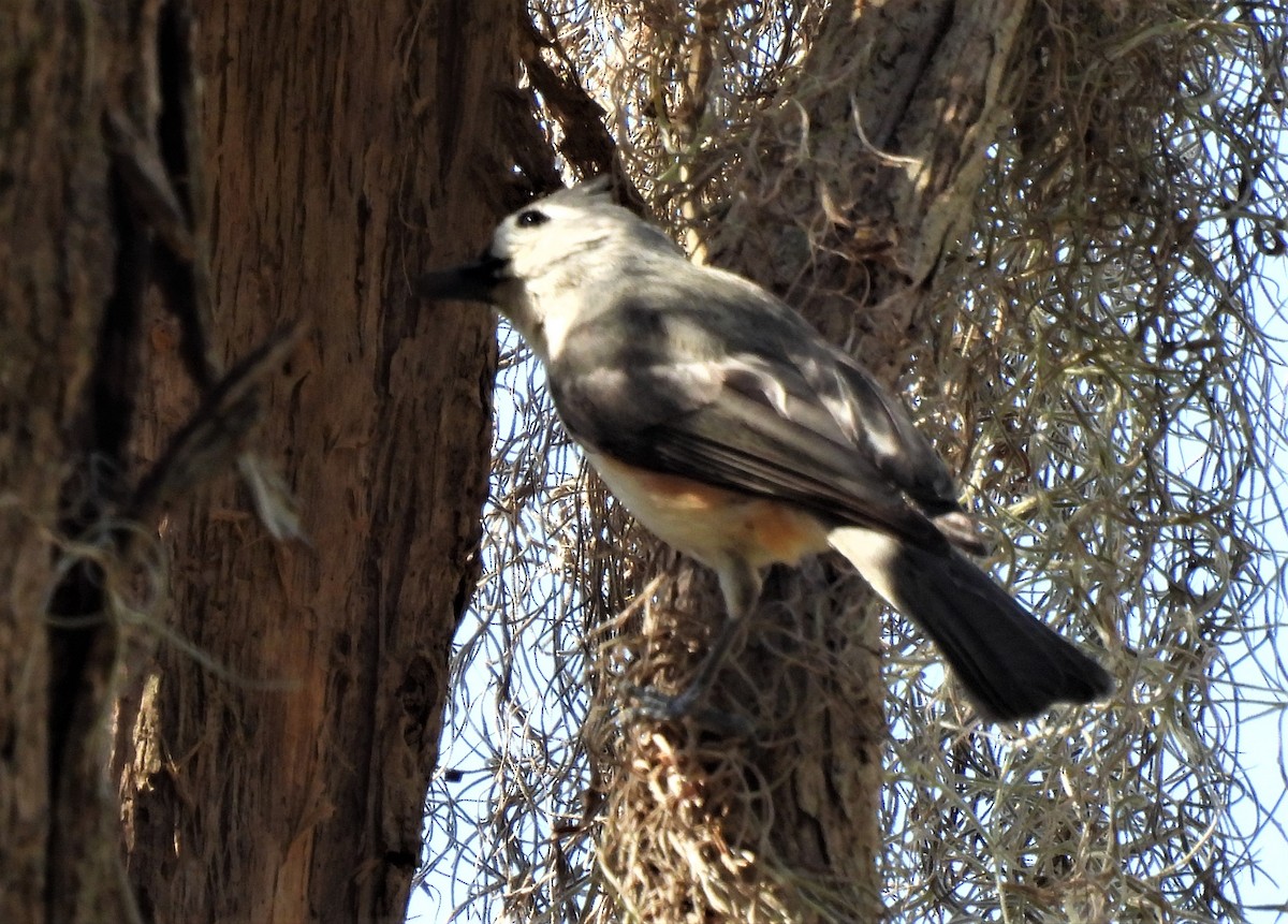 Tufted Titmouse - ML420251731