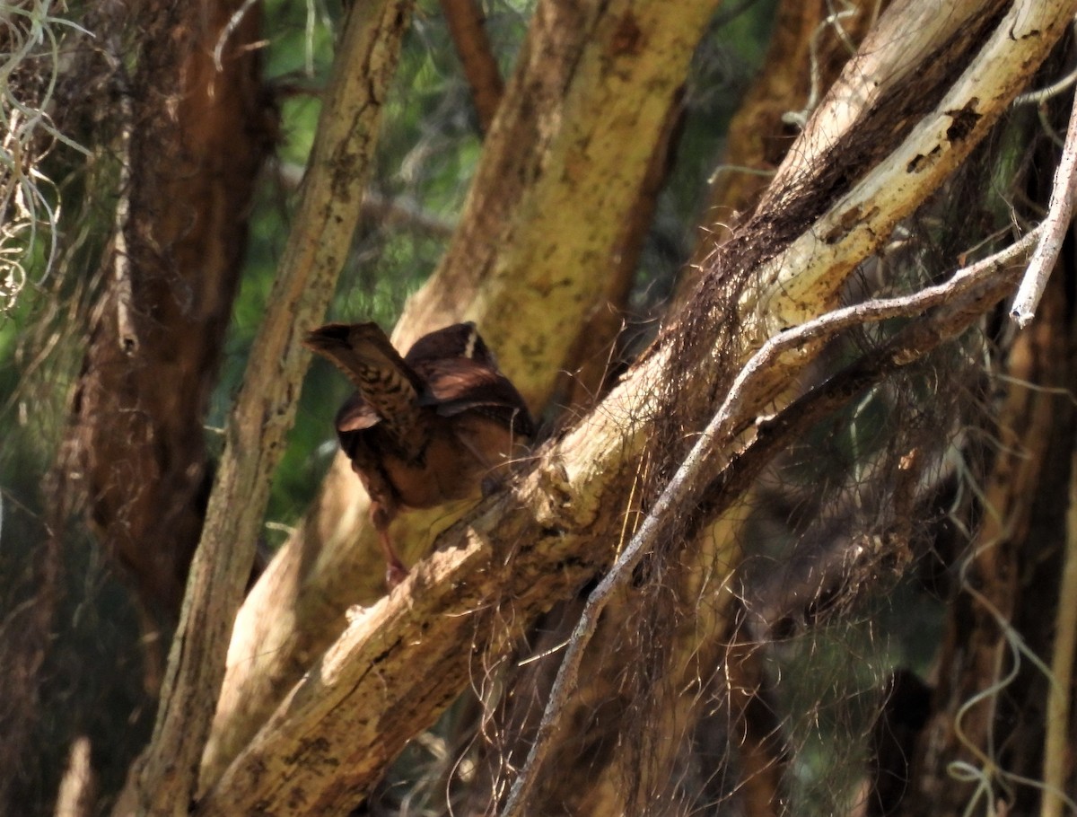 Carolina Wren - ML420252571