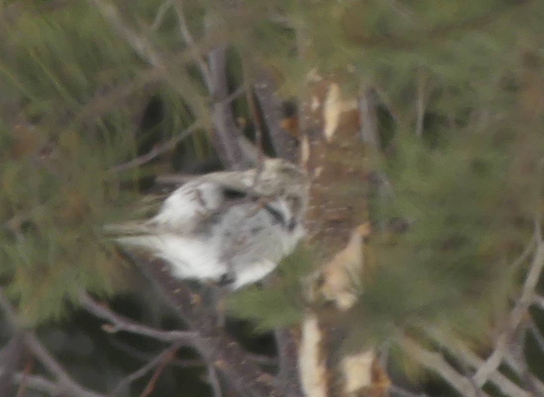 Hoary Redpoll - ML420252641