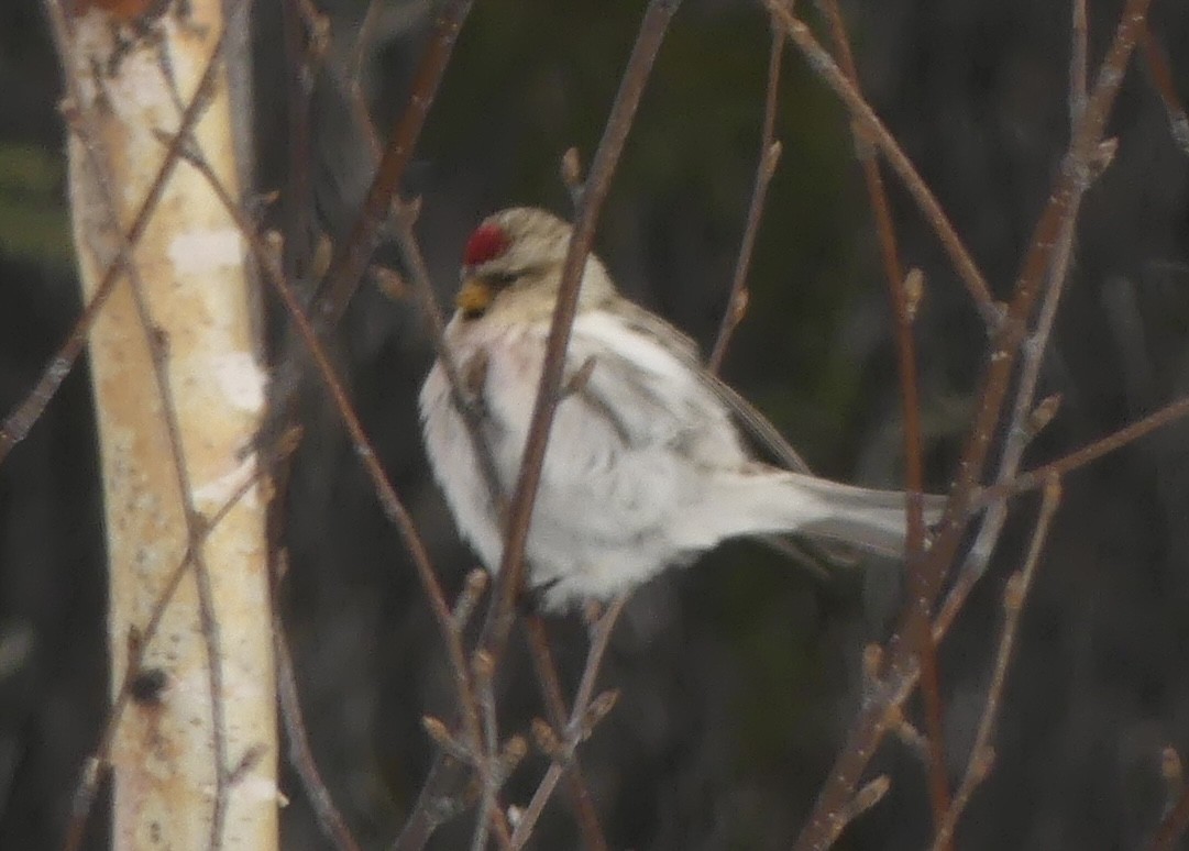 Hoary Redpoll - ML420252661