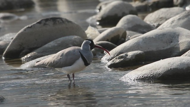 Ibisbill - ML420252761