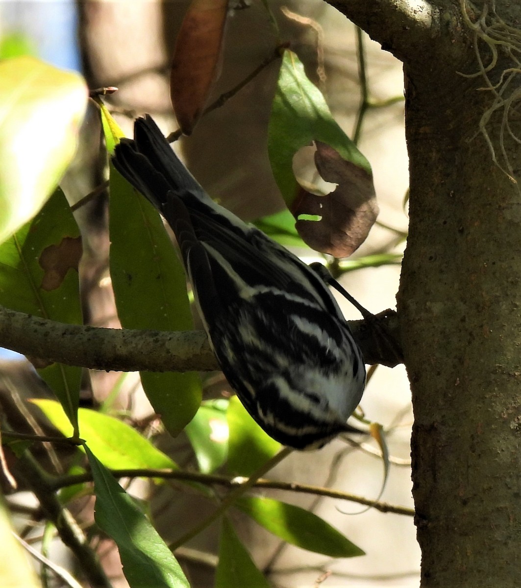 Black-and-white Warbler - ML420252981