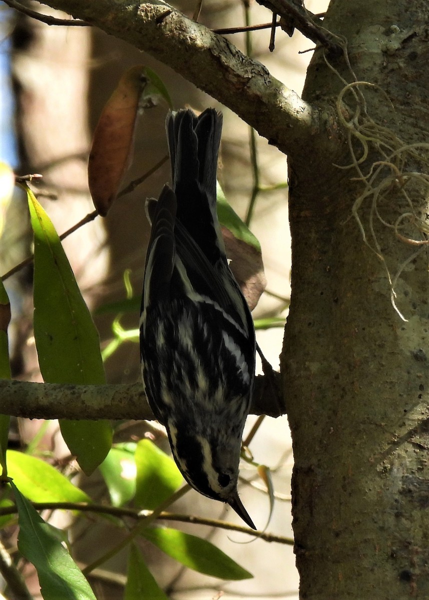 Black-and-white Warbler - ML420252991