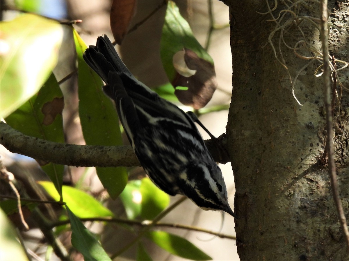 Black-and-white Warbler - ML420253011