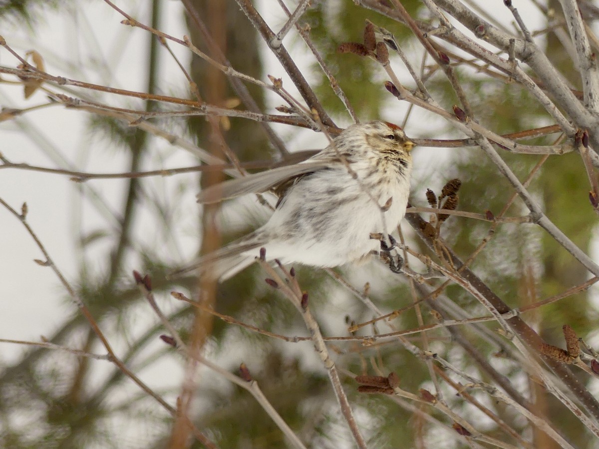 Hoary Redpoll - Suzanne Cholette