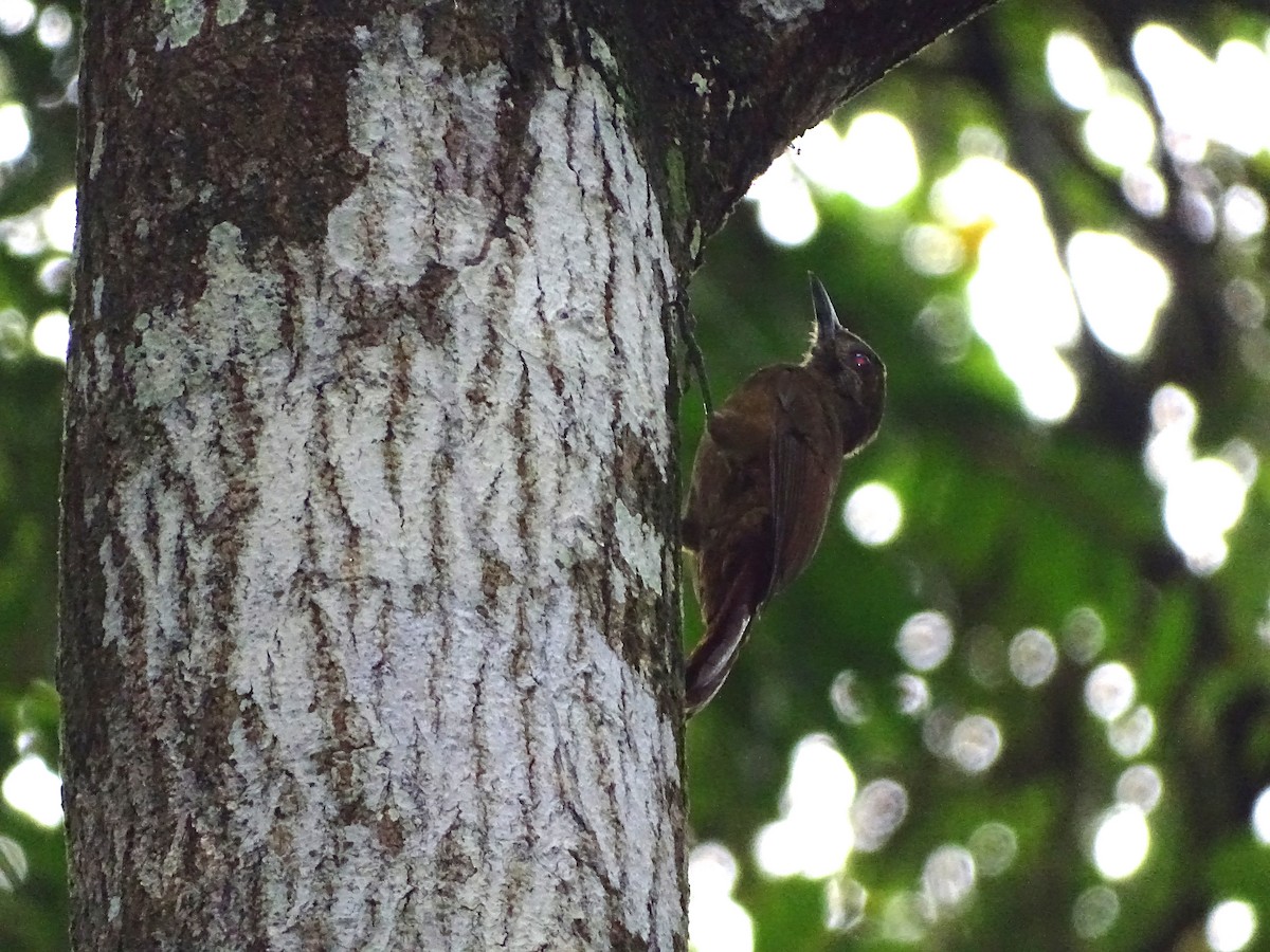 Plain-brown Woodcreeper - ML42025341