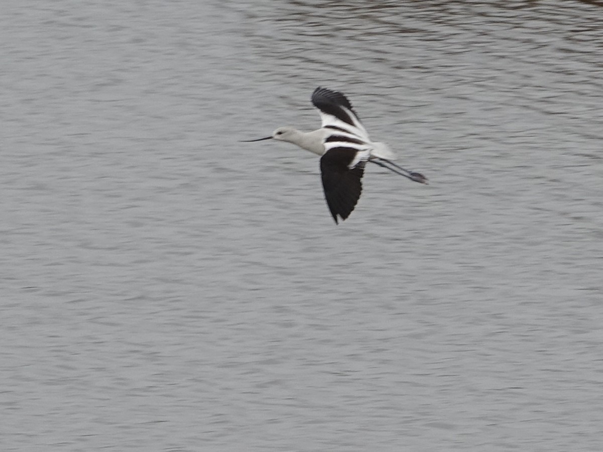 American Avocet - ML420253671