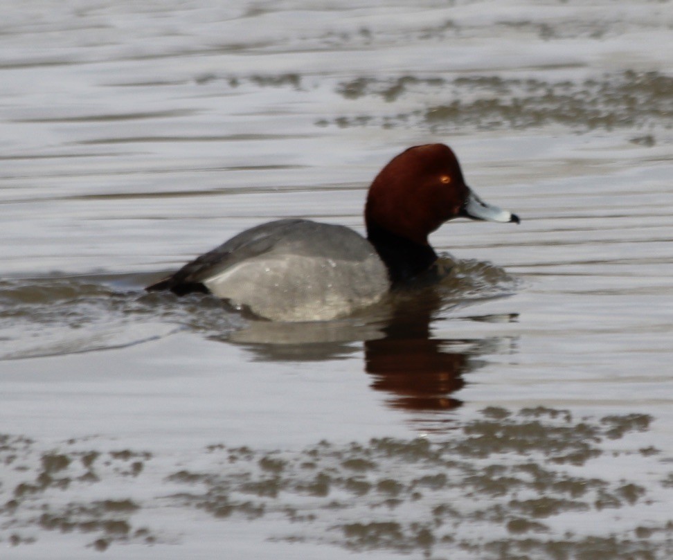 Redhead - ML420254811