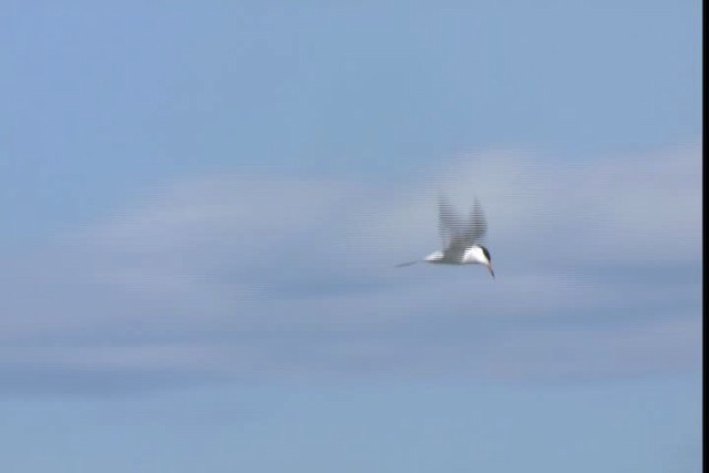 Common Tern - ML420255