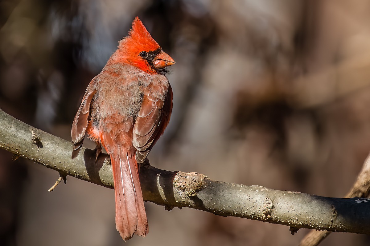 Cardinal rouge - ML420255281