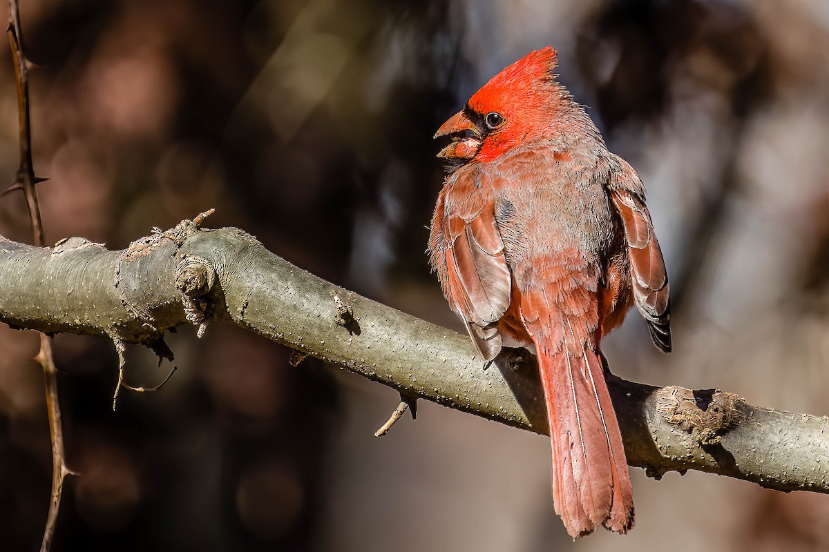 Cardinal rouge - ML420255291