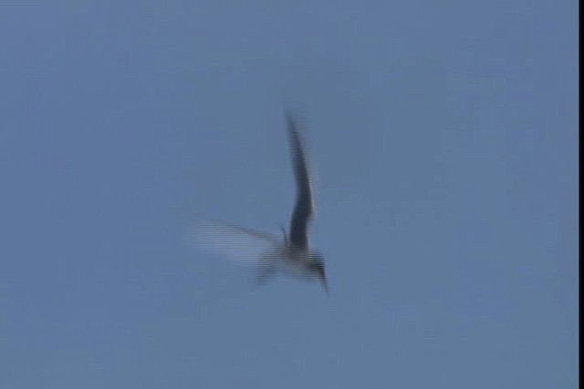 Common Tern - ML420256