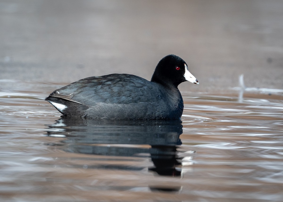 American Coot - ML420259311