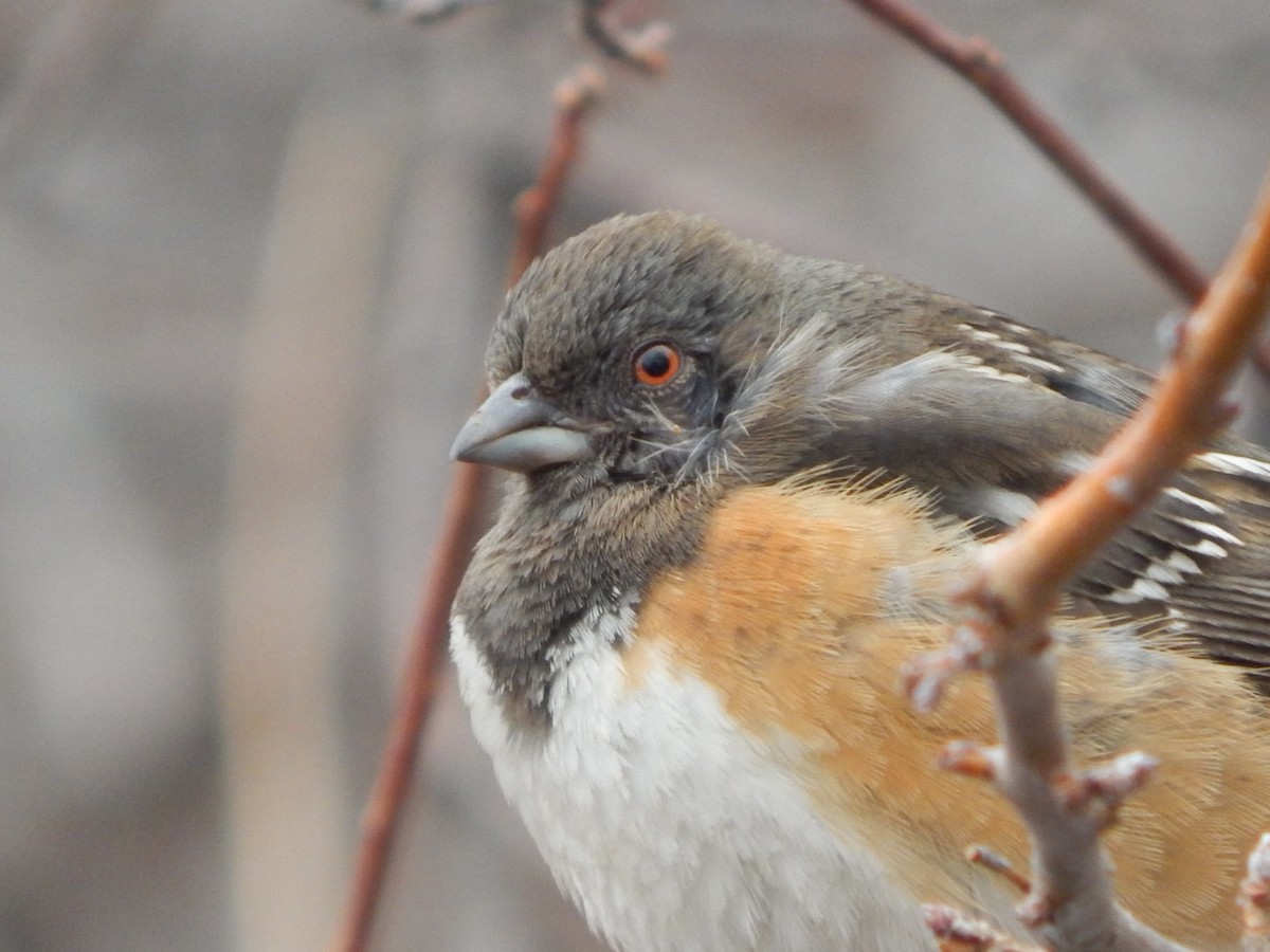 Spotted Towhee - ML420261341